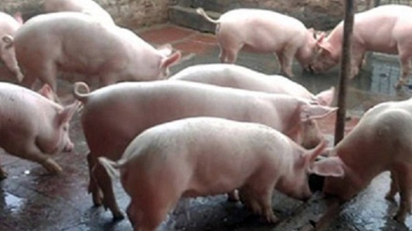 Sức nóng của thị trường thịt lợn sẽ kéo dài tới 2020 - Ảnh 3.