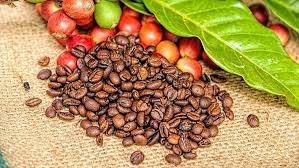 Giá cà phê tiếp tục giảm, cà phê Việt mất dần thị trường trên trường quốc tế? - Ảnh 1.