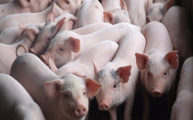 Liệu thị trường thịt lợn tết có “vỡ trận” như Trung Quốc? - Ảnh 1.