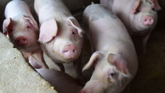 Tết Nguyên đán cận kề, giá thịt lợn Trung Quốc tháng 11 tăng 110% - Ảnh 1.