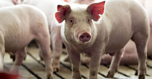 Thị trường thịt lợn: Cung giảm 22%, giá tăng hơn 90% và vấn đề nhập khẩu thịt - Ảnh 2.