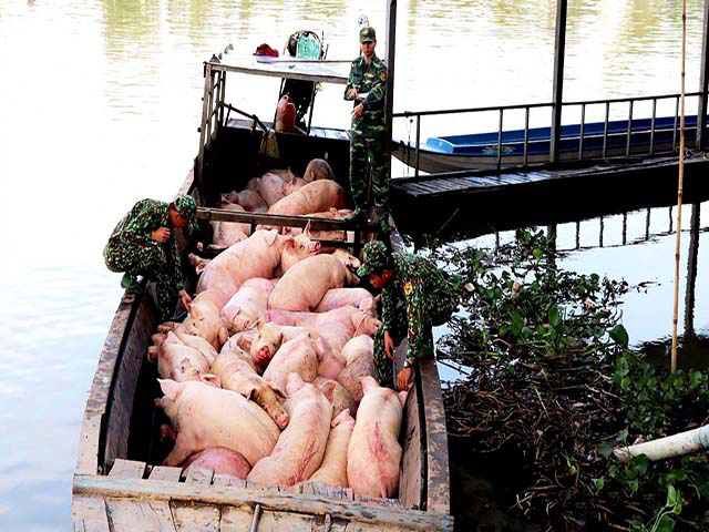 Nóng tình trạng nhập lậu lợn từ Campuchia, Thái Lan… - Ảnh 1.