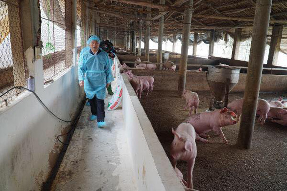 Giá lợn hơi có thể vượt mốc 100.000 đồng/kg, Bộ NN&PTNT nói gì? - Ảnh 1.