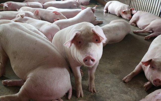 Nhập khẩu thịt lợn của Trung Quốc tăng hơn 150% - Ảnh 1.