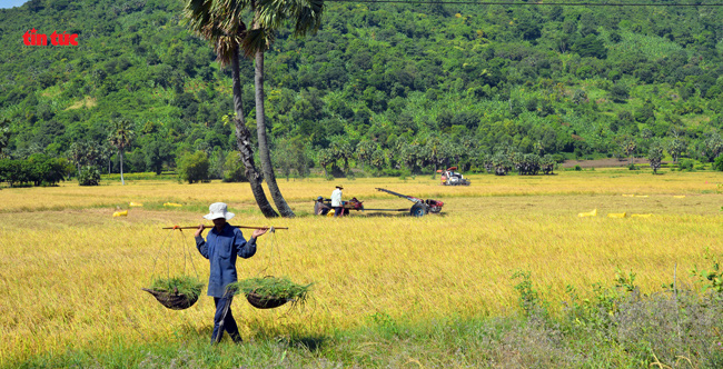 An Giang đẹp ngỡ ngàng mùa lúa chín - Ảnh 9.