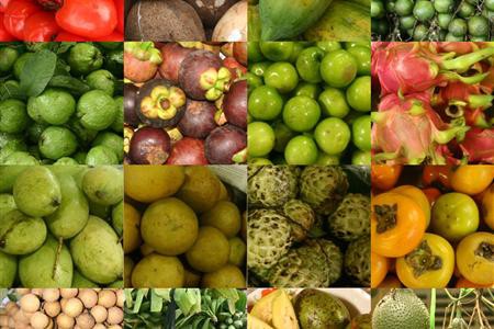 Thiếu chuỗi giá trị, trái cây nhiệt đới Việt Nam còn khó xuất khẩu - Ảnh 2.