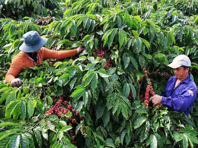 Vì sao xuất khẩu cà phê liên tục “tụt dốc” trong năm 2019? - Ảnh 1.