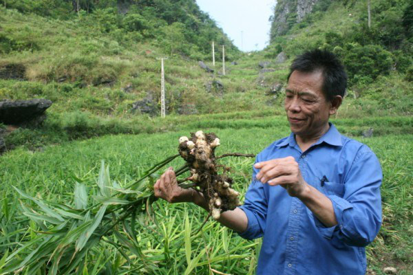 Cao Bằng: Tốc độ tăng trưởng nông nghiệp đạt gần 3%  - Ảnh 1.