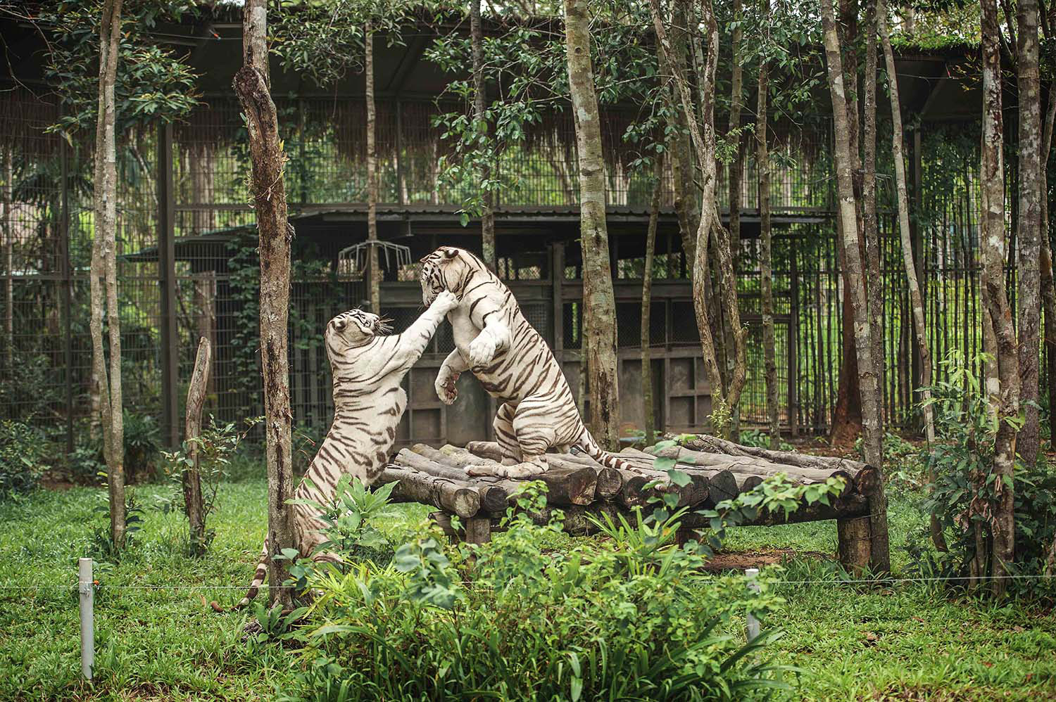 Mê mẩn ngắm sư tử con, hổ... và những góc ảnh dễ thương tại vườn thú bán hoang dã Phú Quốc - Ảnh 12.