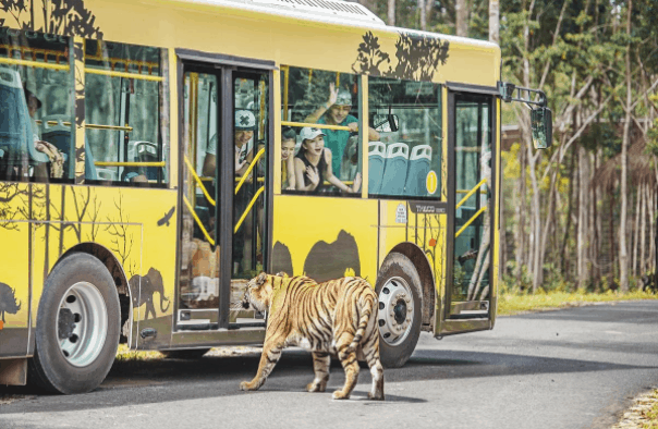 Mê mẩn ngắm sư tử con, hổ... và những góc ảnh dễ thương tại vườn thú bán hoang dã Phú Quốc - Ảnh 11.