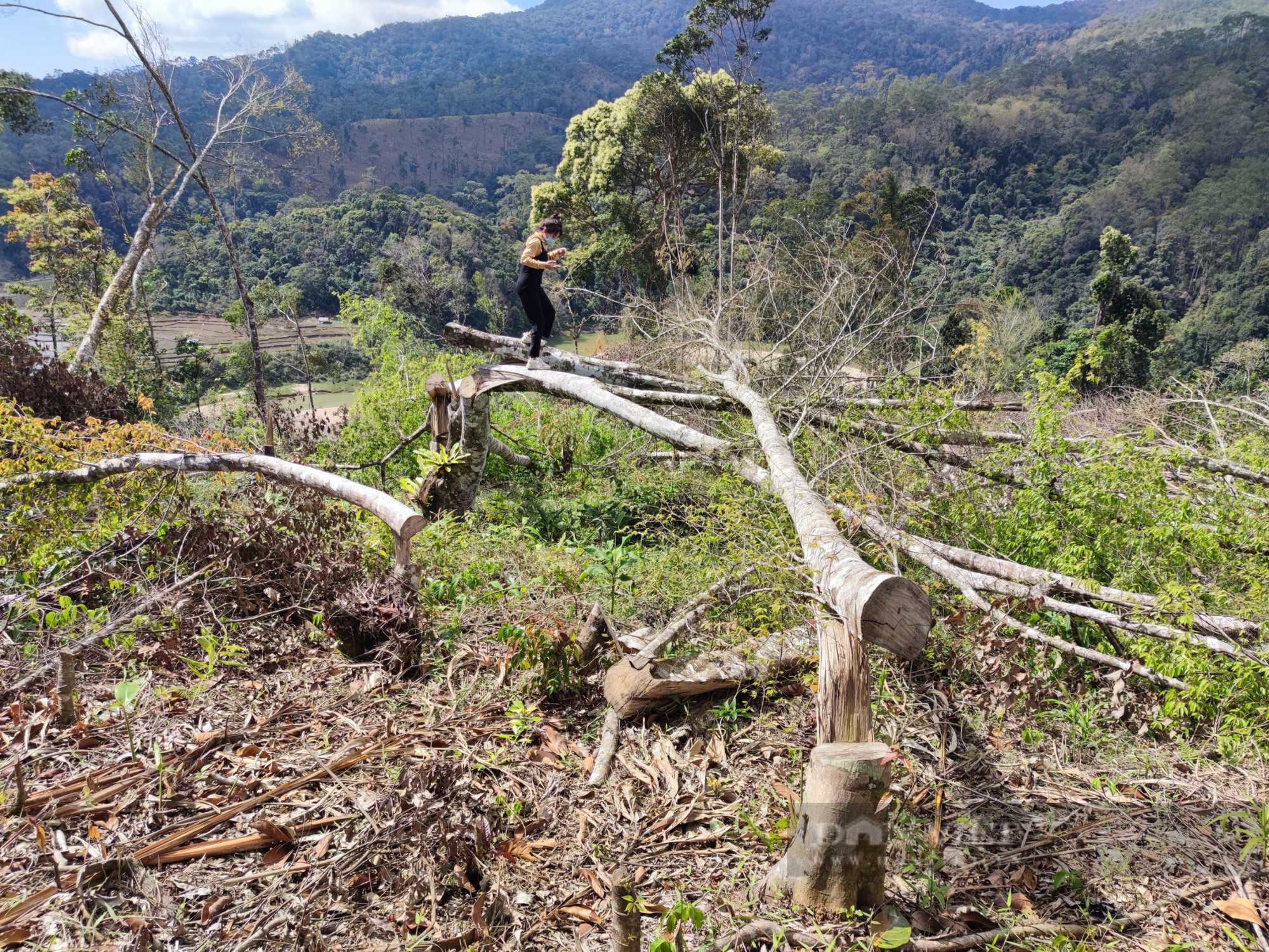 Kon Tum: Xót xa rừng bị phá trắng, hàng trăm cây rừng bị đốn hạ - Ảnh 7.