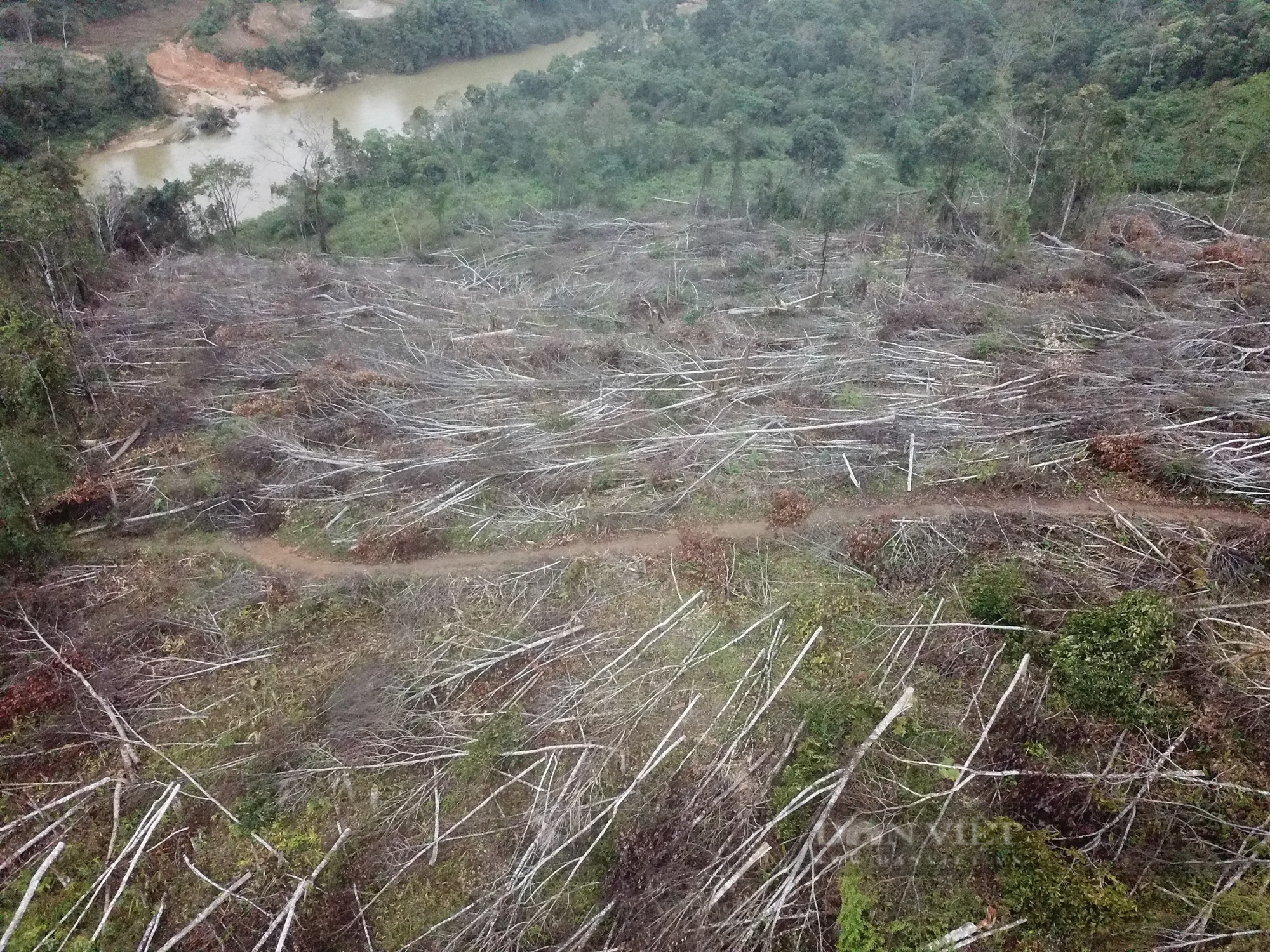 Kon Tum: Xót xa rừng bị phá trắng, hàng trăm cây rừng bị đốn hạ - Ảnh 2.