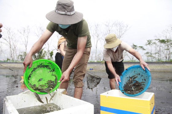 Lội xuống ao bắt được hơn 100 kg cá bống cát-đặc sản sông Trà Khúc ở tỉnh Quảng Ngãi - Ảnh 2.