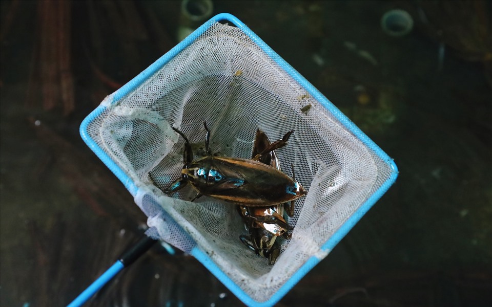 Ở Hà Nội đã có nhiều nhà nuôi thành công hàng ngàn con côn trùng quý hiếm có trong Sách Đỏ Việt Nam