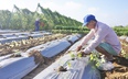 Nông dân vùng trồng rau lớn nhất tỉnh Quảng Nam háo hức xuống giống vụ Tết 