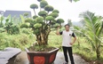 Vườn trồng la liệt cây cảnh, cây bonsai đang hot, trai làng Đà Nẵng ai ngờ “hái” ra tiền