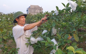 Thái Bình: Một ông nông dân có đôi "bàn tay vàng" trong làng mỹ nghệ, lại trồng vườn cây ra trái quá trời  