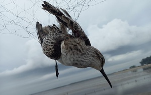 Phó Cục trưởng Cục Kiểm lâm: Vi phạm liên quan đến chim hoang dã, có thể xử lý hình sự!