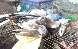 Tổng cục Môi trường: Kiên quyết xử lý các vi phạm liên quan đến chim hoang dã tại Việt Nam