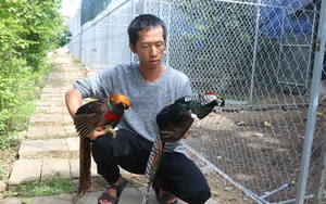 Khánh Hòa: Lạ, ông nông dân cầm 10 tỷ và bằng Đại học thủy sản lên núi nuôi la liệt những loài gà lạ hoắc