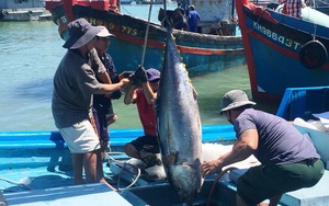Khánh Hòa: Ngắm hàng trăm con cá to như con heo xuất chuồng, phải dùng cẩu mới vác được lên bờ