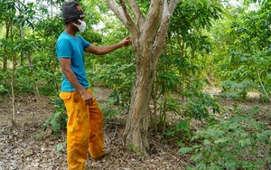 Gia Lai: Làng dân tộc Ba Na đang nắm trong tay gia tài hàng chục tỷ nhờ trồng loài cây quý này