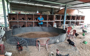 Nuôi thứ gà toàn con to cao, mỗi tháng nông dân này của tỉnh Phú Yên bán 15 con, giá 3 triệu/con