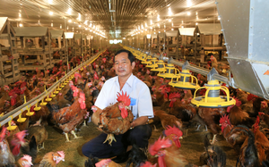 Sốc: Một nông dân xuất sắc ở Bình Dương phải bù lỗ 12 tỷ đồng nuôi gà vì dịch Covid-19