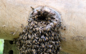 Nghệ An: Theo chân cao thủ đi săn ong giống ngồi canh giữa nắng trưa, quên ăn, quên ngủ chờ ong &quot;đổ bộ&quot;