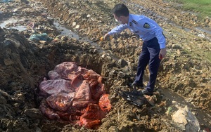 Kinh hoàng: 650kg thịt sườn lợn thối sắp tuồn ra thị trường bị thu giữ ở Nghệ An
