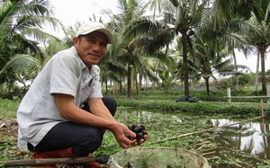Bình Định: Lang thang đi nhặt loài ốc đặc sản ở ngoài đồng, suối hoang về nuôi, lãi nửa tỷ, cả làng phục sát đất