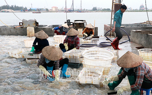 Nam Định: Nổi lập lờ la liệt ngoài biển là con gì mà dân vớt bán kiếm vài triệu, con màu đỏ ăn mới bổ?