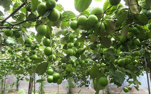 Bình Thuận: Trồng thứ táo trái "bò" trên giàn, ai đến xem cũng kêu lên "sao ra nhiều trái thế"