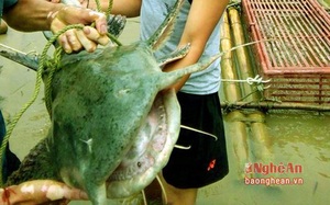 5 loài cá đặc sản nào quý hiếm nhất ở miền Tây tỉnh Nghệ An, có loài cá tên là tịt mũi không?