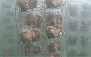 Thăm hòn đảo nuôi cấy ngọc trai nổi tiếng nhất ở Nhật Bản