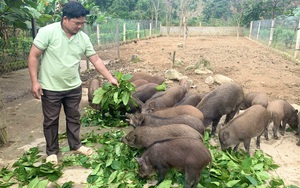 Một xã ở tỉnh Quảng Bình nhà nào cũng nuôi lợn rừng, cả làng khá giả