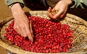 Giá cà phê Robusta Đắk Lắk giảm sót cả ruột, trồng chuối trong vườn cà phê có lợi bất ngờ, vì sao vậy?
