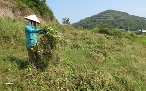 Phú Yên: Vùng đất trồng cây gì cũng còi dí, dân vãi thứ hạt này, ai ngờ trái ra quá trời, thu tiền nhiều hơn