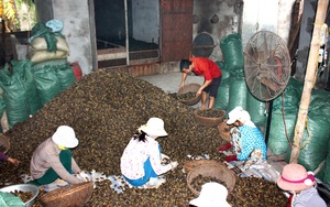Cả làng ở Nam Định giàu lên trông thấy nhờ trồng thứ cây không ngờ có ngày đắt giá