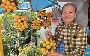 Thứ trái cây đặc sản như trứng cút, vàng ươm, tới mùa hái quả, nông dân Vĩnh Long bán 100.000-120.000 đồng/ký.