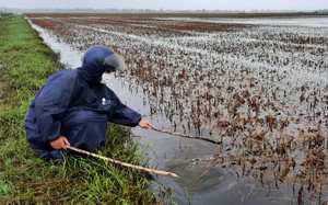 Quảng Trị kêu gọi giúp đỡ sau mưa lũ dị thường khiến nông dân mất trắng