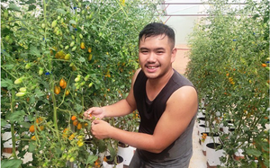 Trồng cà chua cho trái vàng, cứ 1.000m2 nông dân ở nơi này của Đắk Lắk lãi 200 triệu