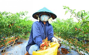 Một người Sài Gòn lên Đắk Lắk thuê 120ha đất trồng ớt chỉ thiên bán đi đâu mà tạo việc làm cho 400 người?