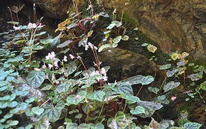 Huyền ảo thác Hang Dơi ở Kon Tum có loài hoa lan kỳ lạ, bên trong hàng ngàn con dơi treo mình trên vách
