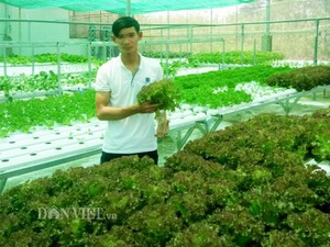 Kiên Giang: 9X cầm bằng đại học về trồng lúa sạch, rau thủy canh