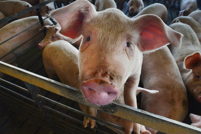 Lạm phát giá thịt lợn tại Trung Quốc là cơ hội cho nông dân Mỹ kiếm tiền - Ảnh 1.