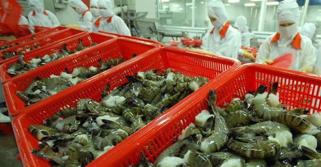 Trung Quốc cấm nhập khẩu tôm từ Ecuador, cơ hội lớn cho tôm Việt Nam. - Ảnh 3.