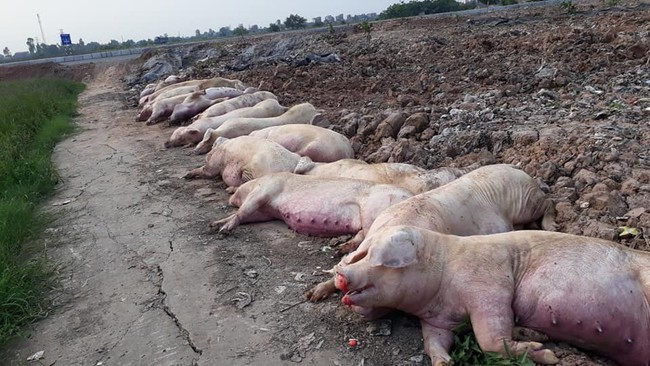 Sức nóng của thị trường thịt lợn sẽ kéo dài tới 2020 - Ảnh 2.