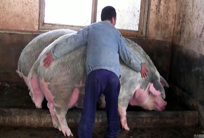 Trung Quốc nuôi lợn 500kg &quot;siêu to siêu khổng lồ&quot; để đối phó với lạm phát giá lợn - Ảnh 2.