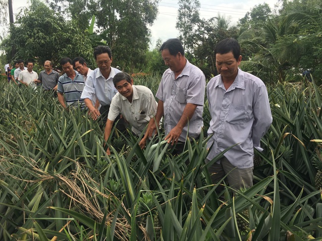 Triển vọng mô hình khóm Mỹ từ nguồn vốn Agribank - Ảnh 3.